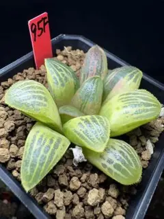 39a 多肉植物 ハオルチア スプリング実生苗糊斑 自家繁殖 鉢植え発送