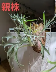 ビカクシダ☆alcicorne'dwarf'☆アルマダドワーフ① - メルカリ