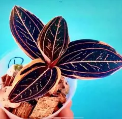 2025年最新】ジュエルオーキッドの人気アイテム - メルカリ