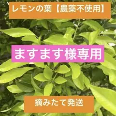 【ますます様専用】レモンの葉【農薬不使用】枝付き1000枚以上　ネコポス
