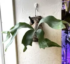 goul4711様 リクエスト 2点 まとめ商品