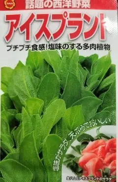 ⭐️アイスプラント⭐️ 種子⭐️ 育て方付き⭐️選べるおまけ付⭐️