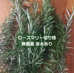 ローズマリー 切り枝 カット苗 20本 無農薬 挿木 挿穂 フレッシュ