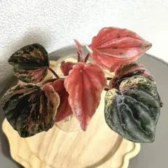 Chaca*様 リクエスト 3点 まとめ商品