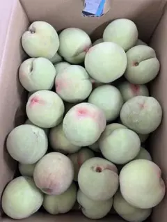 532.特売季節限定福島県産若桃摘果桃硬桃加工用5kg常温発送玉数お任せ
