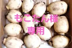 もこたん様専用