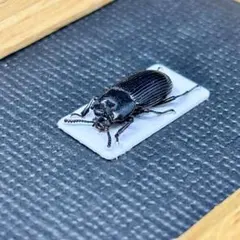 標本　野外品ウンゼンルリクワガタ♂ 標本 野外品ウンゼンルリクワガタ♂ - メルカリ