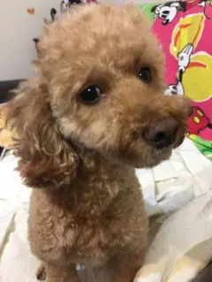 チワワ様専用ページ