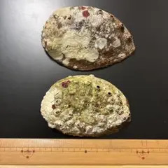 アワビの貝殻 2個セット