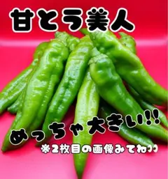 長野県産　家庭菜園ジャンボ唐辛子、福耳 7kg 長野県産 家庭菜園ジャンボ唐辛子、福耳 2.5kg - メルカリ