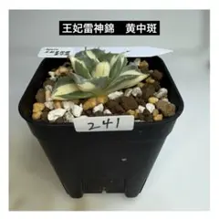 アガベ　sad 南アフリカダイヤモンド　メルカリ便 アガベ チタノタ SAD 南アフリカダイヤモンド - メルカリ