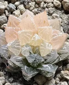 多肉植物 ハオルチア 秋祭りオブツーサ錦 鮮明錦 糊斑 - メルカリ