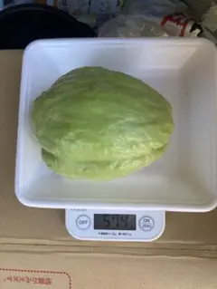 2026年最新】ハヤトウリ種の人気アイテム - メルカリ