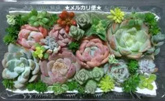 【メルカリ便】エケベリア・セダムの寄せ植え 多肉弁当 詰め合わせ