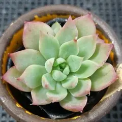 hyalina Santo Domingo 多肉植物 抜き苗 - メルカリ