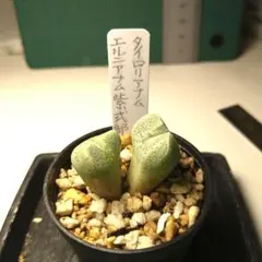 てんちゃん様 リクエスト 2点 まとめ商品