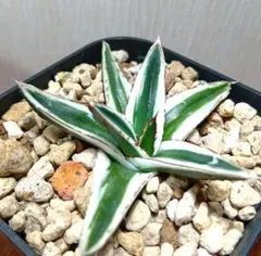 2025年最新】氷山 アガベの人気アイテム - メルカリ
