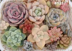 多肉植物　韓国苗　カラフル　寄植え詰め合わせセット#1317