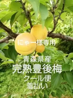 青森県産　完熟豊後梅