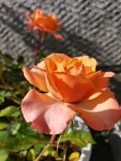 ミニバラ♡コルダーナ♡淡いオレンジ系♡3.5号♡ポットごと宅急便