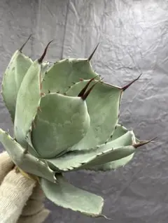 2026年最新】アガベ パリー 大株の人気アイテム - メルカリ