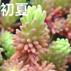 ‼️初夏‼️カラフルセダム寄せ植えカット苗　5月増量発送中‼️