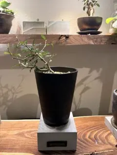 オペルクリカリア パキプス 塊根植物 コーデックス - メルカリ