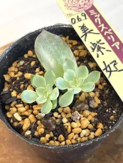 2025年最新】ミックスベリアの人気アイテム - メルカリ