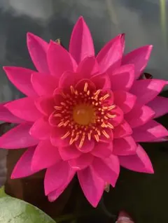 レッドナーガアイ 睡蓮 苗 脇芽 温帯睡蓮 耐寒性 メダカ ビオトープ