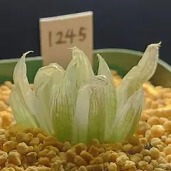 期間限定出品！】ハオルチア 「出藍」 H. 'Shutsuran' 多肉植物 - メルカリ
