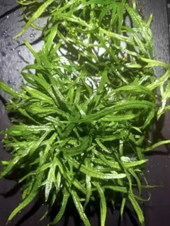 ミクロソラム・トライデント