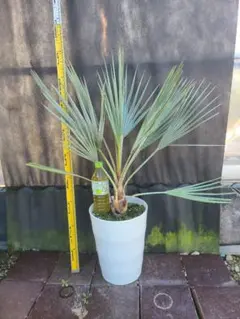 希少耐寒性ヤシ ブラヘア アルマータ 8号鉢大株 高さ90cm 実生6年生 ①希少耐寒性ヤシ ブラヘア アルマータ 8号鉢大株 高さ90cm 実生7年生