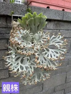 P.willinckii Leonids ビカクシダ - メルカリ