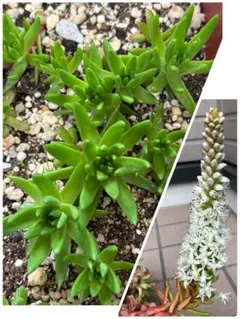 爪蓮華 抜き苗 4本 多肉植物 - メルカリ