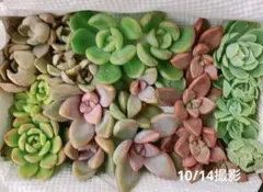 多肉植物　詰め合わせ　６種　カット苗