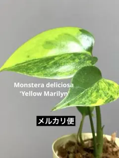 2026年最新】モンステラ 斑入り イエローの人気アイテム - メルカリ