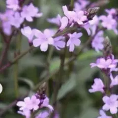 nature様 リクエスト 3点 まとめ商品