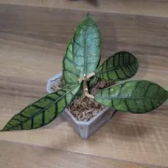 【ネコポス発送】Hoya callistophylla【8/15発送予定】のサムネイル