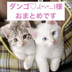 ダンゴ♡⁠˖⁠꒰⁠ᵕ⁠༚⁠ᵕ⁠⑅⁠꒱様 リクエスト 2点 まとめ商品