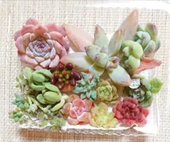 【多肉の寄せ植えセット（お）】 カット苗 多肉植物 エケベリア 小苗 花団錦入り