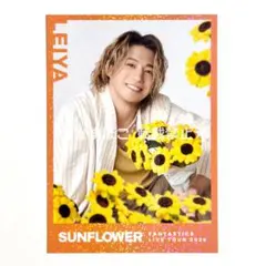 FANTASTICS 瀬口黎弥 フォトカ シクレ（SUNFLOWER）③