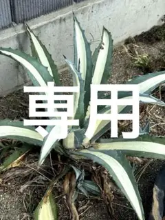 2025年最新】アガベ華厳の人気アイテム - メルカリ