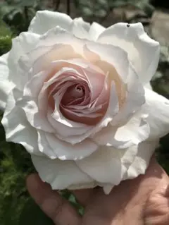 ぷっちん様 リクエスト 2点 まとめ商品