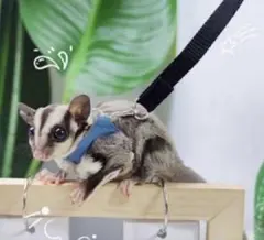 新品❶おでかけ用 モモンガ ハーネス 3サイズ リード 小動物 ブルーのサムネイル