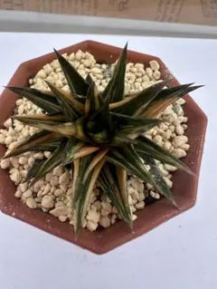 モ*ボ様 多肉植物 ハオルチア 五重の塔 レッド - メルカリ