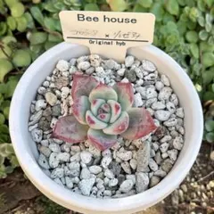 2025年最新】bee house 多肉の人気アイテム - メルカリ