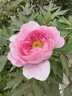 ぽぽん屋様専用ページ 葬送のフリーレン　ミミックぬいぐるみ