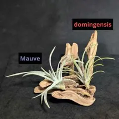 プルメリア様 リクエスト 2点 まとめ商品