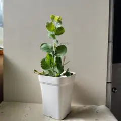 2026年最新】パールアカシアリースの人気アイテム - メルカリ