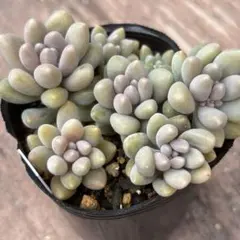 えみれん様 リクエスト 3点 まとめ商品